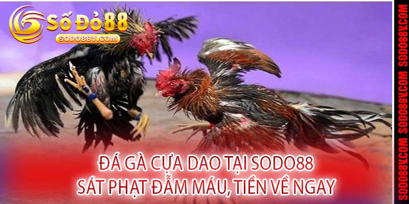 Đá Gà Cựa Dao Tại Sodo88 - Sát Phạt Đẫm Máu, Tiền Về Ngay