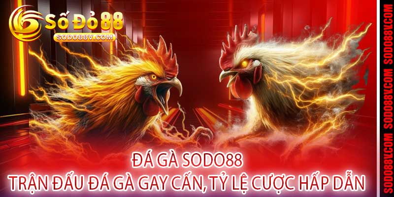 Đá Gà Sodo88 – Trận Đấu Đá Gà Gay Cấn, Tỷ Lệ Cược Hấp Dẫn